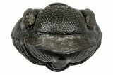 Wide, Enrolled Pedinopariops Trilobite - Excellent Eyes #347744-1